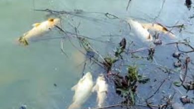 Mysterious death of fish in Mandvi's Rata Lake: Concern among environmentalists