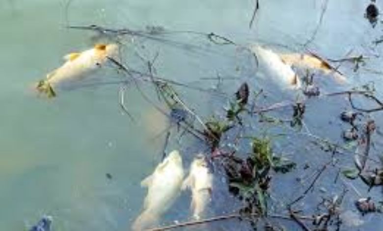 Mysterious death of fish in Mandvi's Rata Lake: Concern among environmentalists