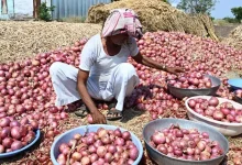 Onion producers demand compensation in Maharashtra