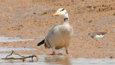 The swan bird, native to the Arctic of North America, became a guest of Kutch