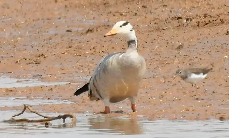 The swan bird, native to the Arctic of North America, became a guest of Kutch