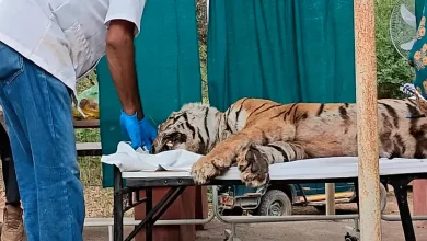 The glory of Ranthambore Tiger Reserve has faded, Arrowheaded Tigress dies due to illness...