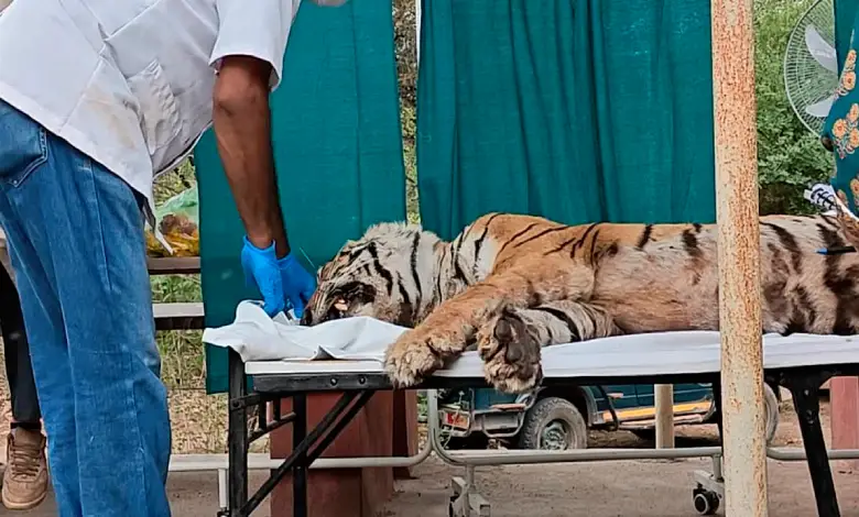 The glory of Ranthambore Tiger Reserve has faded, Arrowheaded Tigress dies due to illness...