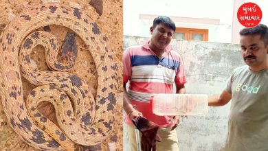 કચ્છમાં રહેણાંક વિસ્તારમાંથી દુર્લભ બ્લેક સ્પોટ હેડ સર્પને રેસ્ક્યુ કરાયો