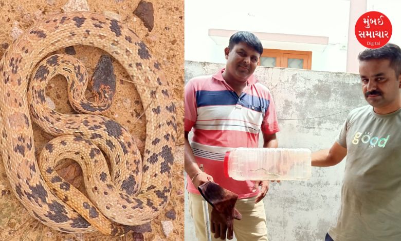 કચ્છમાં રહેણાંક વિસ્તારમાંથી દુર્લભ બ્લેક સ્પોટ હેડ સર્પને રેસ્ક્યુ કરાયો