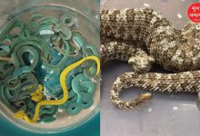 Smuggler caught with rare snakes and turtles at Mumbai airport