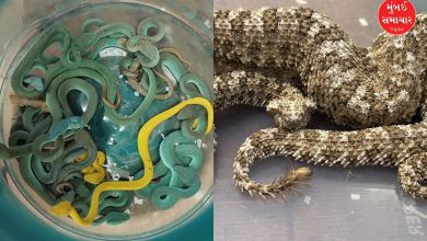 Smuggler caught with rare snakes and turtles at Mumbai airport