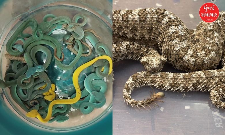 Smuggler caught with rare snakes and turtles at Mumbai airport