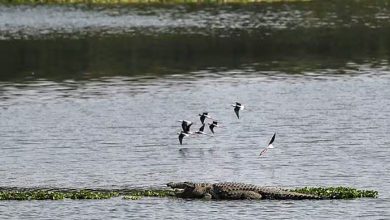 જળાશયોની ક્ષમતા ઘટી એટલે વહેલાં છલકાય છે? બીએમસીને એવું જ લાગે છે: પવઈ, તુલસી અને વિહારમાં ગાળ કાઢવાનો ઍક્શન પ્લાન ત્રણ મહિનામાં બનશે