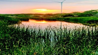 Valo Kutch: This Ashadhi Mehulio of Kutch is a mischievous boy!