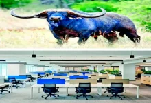 Be careful not to let the buffalo's horns weigh it down, but rather, the buffalo's horns save it!