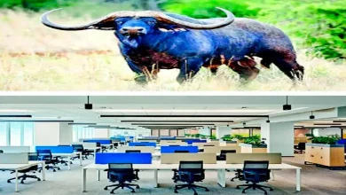 Be careful not to let the buffalo's horns weigh it down, but rather, the buffalo's horns save it!