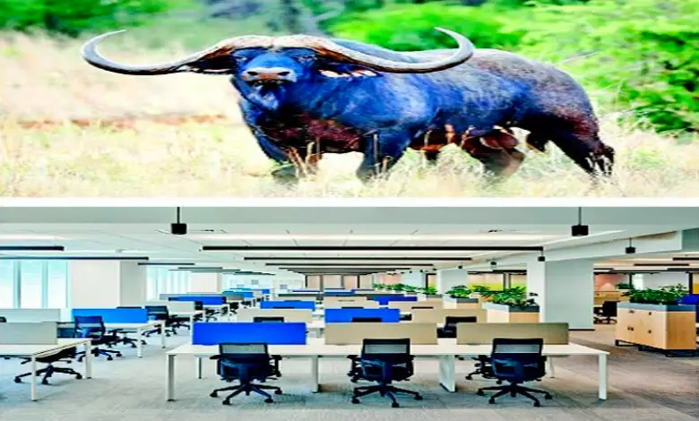 Be careful not to let the buffalo's horns weigh it down, but rather, the buffalo's horns save it!