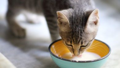 Today's short story: Addiction SUB: Do you mind if the cat drinks just a little milk?