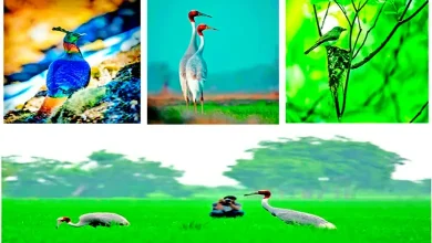 Travel Plus: The unique world of colorful birds and their habitat...
