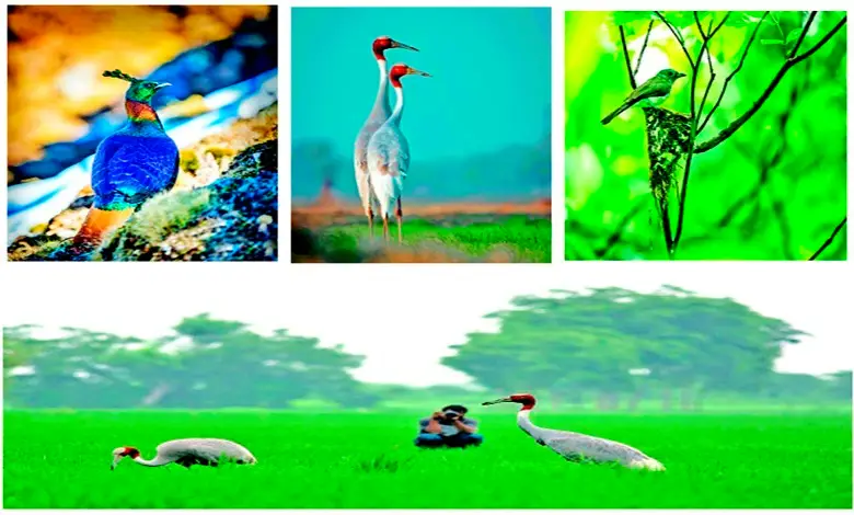 Travel Plus: The unique world of colorful birds and their habitat...