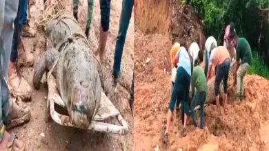 Body of a giant crocodile weighing 200 kg found in Vadodara's Vishwamitri river: Ninth incident in 6 months