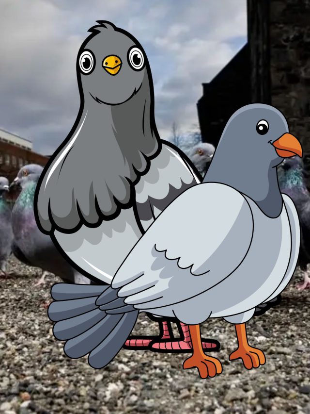 બાલ્કનીમાં કબૂતરોના ત્રાસથી છો પરેશાન? તો આટલું કરો