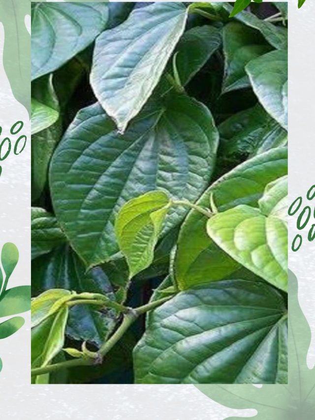 દિવસમાં આ પાંચ પાન ખાઓ ને રહો તાજામાજા