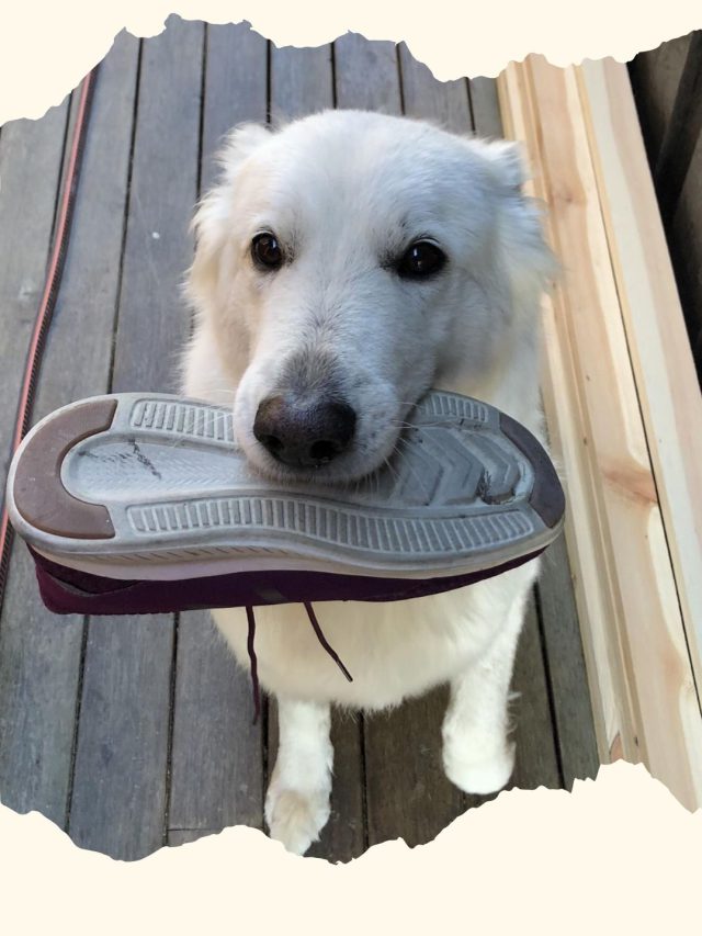 શ્વાન કેમ ચપ્પલ ઉપાડી જાય છે?