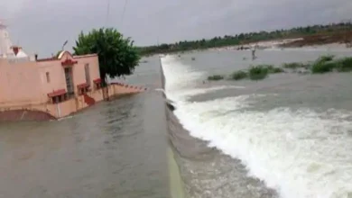 Surendranagar's Dholidhaja Dam overflows, destroying 1200 bighas of cotton crop
