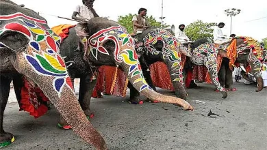 Under what circumstances do elephants get angry?
