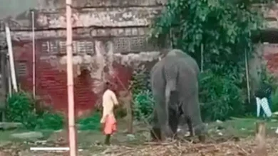 Elephant gets punishment for going out of control during Rath Yatra? Video of mahout beating elephant goes viral