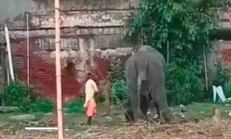 Elephant gets punishment for going out of control during Rath Yatra? Video of mahout beating elephant goes viral