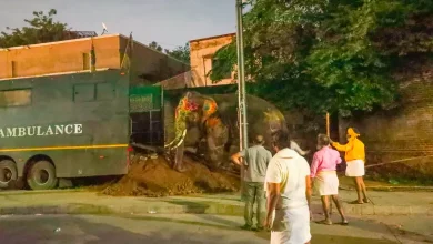 Vantara came to the aid of an elephant that got out of control during the Ahmedabad Rath Yatra