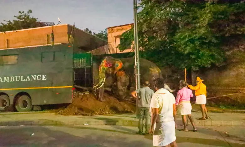 Vantara came to the aid of an elephant that got out of control during the Ahmedabad Rath Yatra