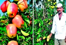 Special: Apple, the son of farmers who earn a living