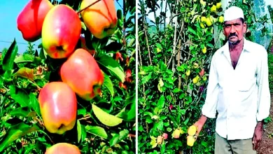 Special: Apple, the son of farmers who earn a living