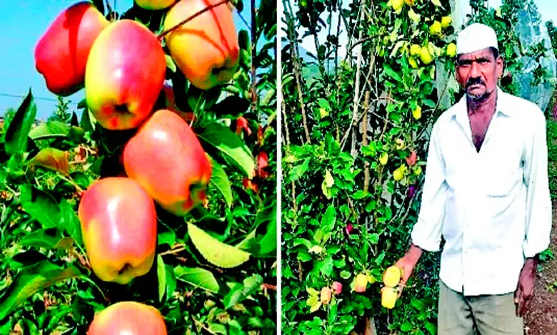 Special: Apple, the son of farmers who earn a living