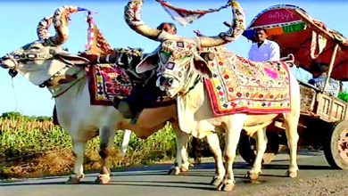 ફેશન ઃ સૌની ફેવરિટ શોર્ટ કુરતી