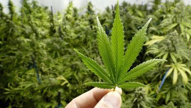 મોરબીના વાંકાનેરમાં વાડીમાં ગાંજાની ખેતી ઝડપાઈ, ખેડૂતની ધરપકડ