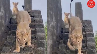 The lioness spent the night on the roof of the Girgadhda Wadi house, and went out in search of prey in the morning.