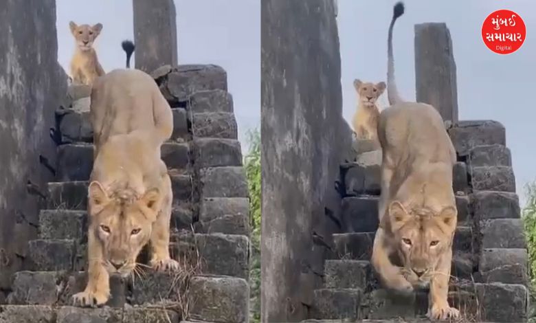The lioness spent the night on the roof of the Girgadhda Wadi house, and went out in search of prey in the morning.
