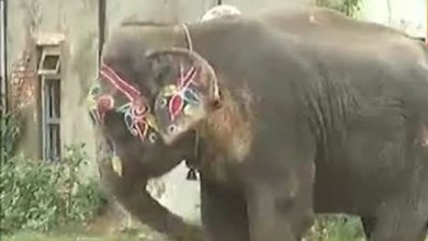 Ahmedabad Rath Yatra interesting incident when Gajraj threw police van from his trunk
