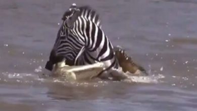"Losing with the mind is defeat, winning with the mind is victory" Zebra shows off his bravery, Hemkhem comes out of the crocodile's mouth! Watch the video