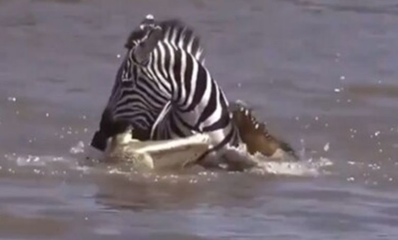 "Losing with the mind is defeat, winning with the mind is victory" Zebra shows off his bravery, Hemkhem comes out of the crocodile's mouth! Watch the video