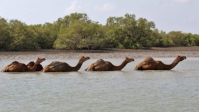 "Four Camels Stuck in Mud in Bhachau Taluka"