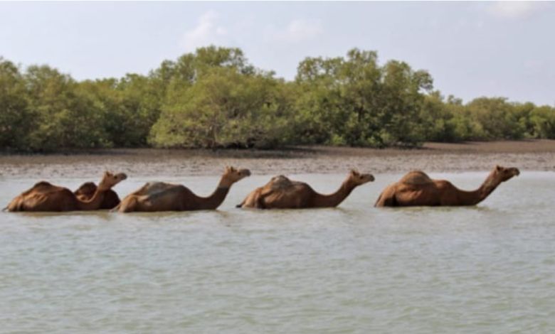 "Four Camels Stuck in Mud in Bhachau Taluka"