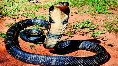 King Cobra in the Himalayas