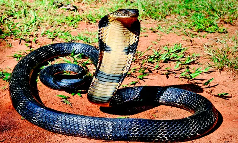 King Cobra in the Himalayas