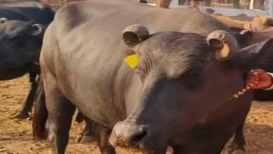 Kutch's Banni breed buffalo more expensive than gold; Record deal for 'Ladki' buffalo for 14.1 lakh!