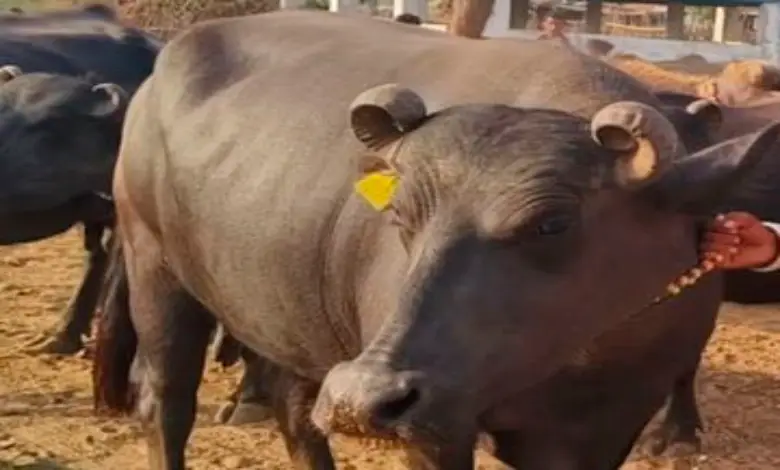 Kutch's Banni breed buffalo more expensive than gold; Record deal for 'Ladki' buffalo for 14.1 lakh!