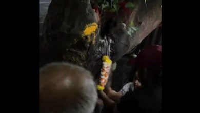 What is the secret of the miraculous tree of Pimpri, Maharashtra?