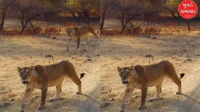 A lioness with a puncture wound was spotted at Devaliya Safari Park in Sasan Gir! Find out why it got this name?