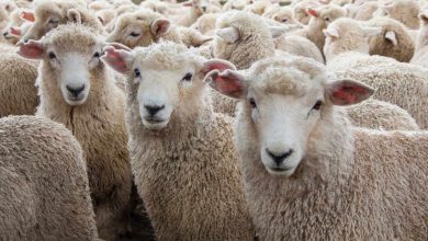 સરાહનીય પહેલ: રાજુલાના ધારાસભ્યએ પૂર પીડિત માલધારી પરિવારને પોતાના ખર્ચે 10 નવા ઘેટાં આપ્યા