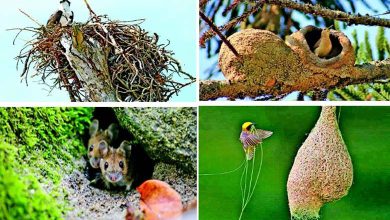 સ્થાપત્યનું વાઈ-ફાઈ: શું ઉંદર સ્થપતિ છે?